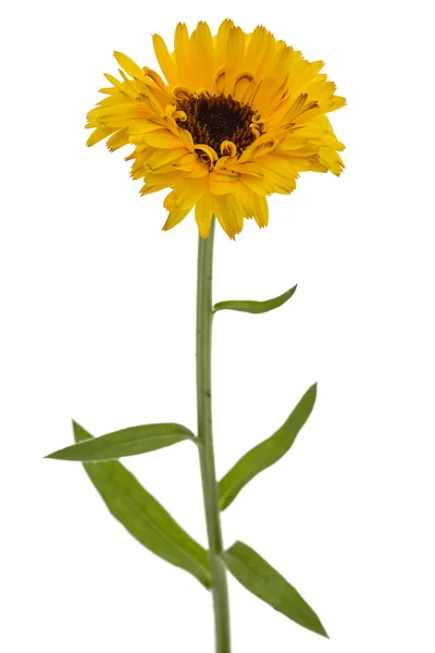 Blume Der Ringelblume Isoliert Auf Weißem Hintergrund — Stockfoto