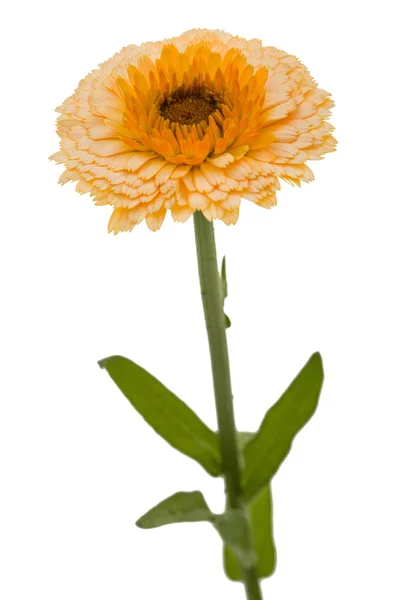 Blume Der Ringelblume Isoliert Auf Weißem Hintergrund — Stockfoto