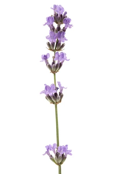 Flores Lavanda Violeta Aisladas Sobre Fondo Blanco —  Fotos de Stock