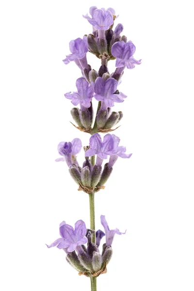 Blüten Von Violettem Lavendel Isoliert Auf Weißem Hintergrund — Stockfoto