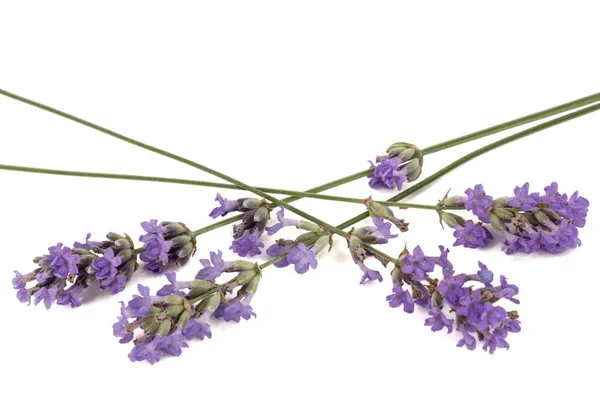 Flowers Violet Lavender Isolated White Background — Stock Photo, Image