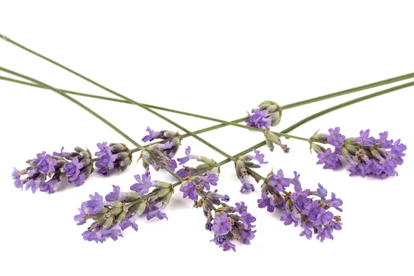 Flowers Violet Lavender Isolated White Background — Stock Photo, Image