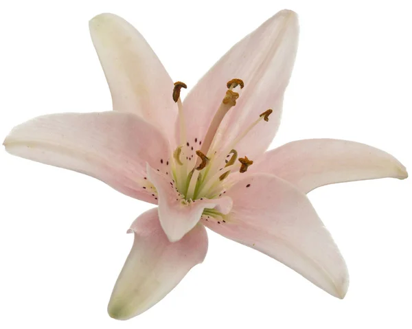 Цветок Розовой Лилии Изолированный Белом Фоне — стоковое фото