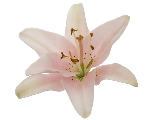 Квітка Рожевої Лілії Ізольована Білому Тлі — стокове фото