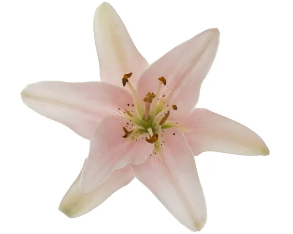 Pembe Zambak Çiçeği Beyaz Arka Planda Izole — Stok fotoğraf