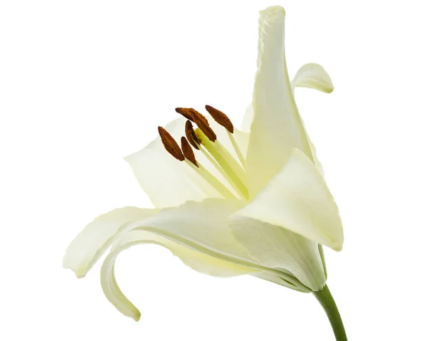 Kwiat Lilii Białej Izolowany Białym Tle — Zdjęcie stockowe