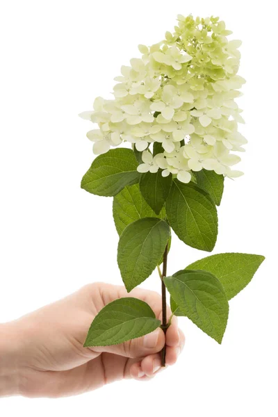 Ženská Ruka Drží Květ Hortenzie Izolované Bílém Pozadí — Stock fotografie