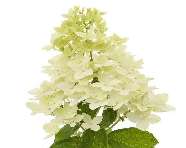 Fleurs Hortensia Isolées Sur Fond Blanc — Photo