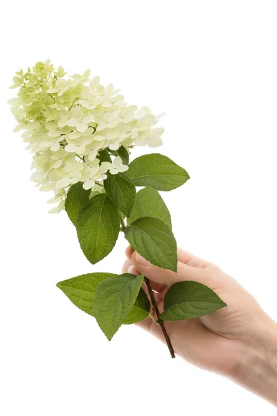 Une Main Femme Tient Une Fleur Hortensia Isolée Sur Fond — Photo