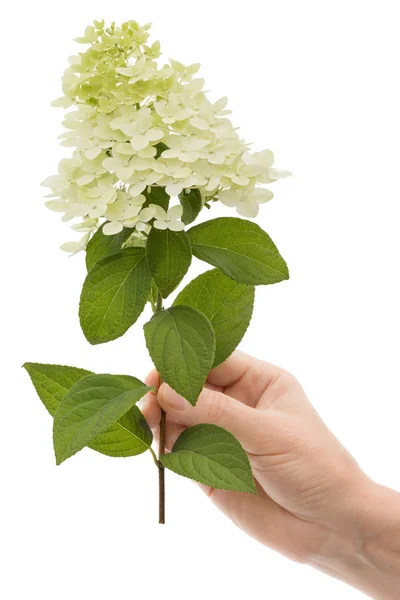 Woman Hand Holds Flower Hydrangea Isolated White Background — Stock Photo, Image