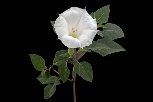 Datura çiçeği, ot, stramonyum, dikenli elma, yosun, siyah arka planda izole edilmiş.