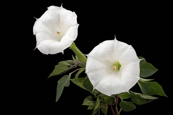 Datura çiçeği, ot, stramonyum, dikenli elma, yosun, siyah arka planda izole edilmiş.