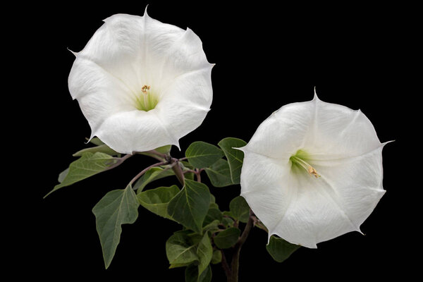 Цветок датура, трава, страмоний, шип-яблоко, трава, выделенные на черном фоне