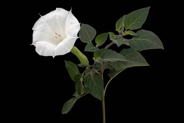 Datura çiçeği, ot, stramonyum, dikenli elma, yosun, siyah arka planda izole edilmiş.