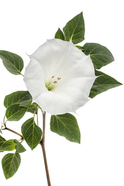 Цветок датура, трава, страмоний, шип-яблоко, трава, выделенные на белом фоне
