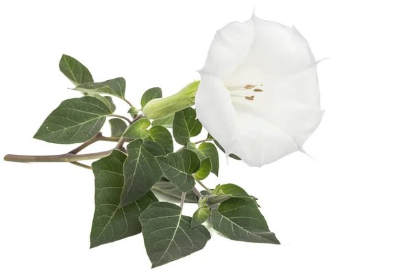 Datura çiçek, uyuşturucu, tatula, diken-elma, jimsonweed, beyaz arka plan üzerinde izole
