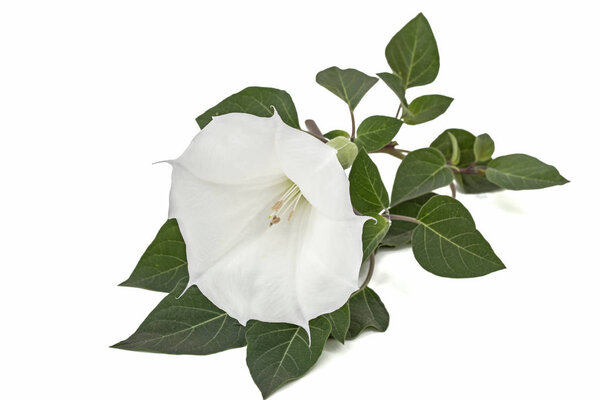 Цветок датура, трава, страмоний, шип-яблоко, трава, выделенные на белом фоне
