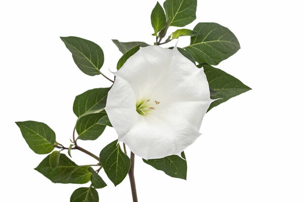 Цветок датура, трава, страмоний, шип-яблоко, трава, выделенные на белом фоне
