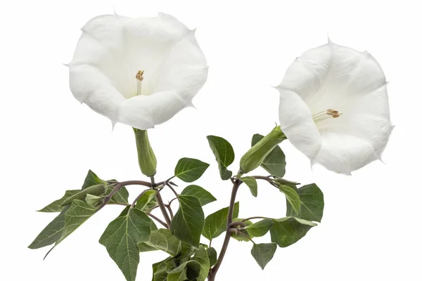 チョウセンアサガオの花ドープ とげリンゴ 白い背景で隔離の Jimsonweed — ストック写真