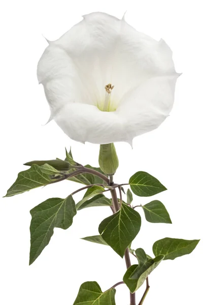 Datura Flor Dope Stramonium Espinheiro Maçã Jimsonweed Isolado Sobre Fundo — Fotografia de Stock