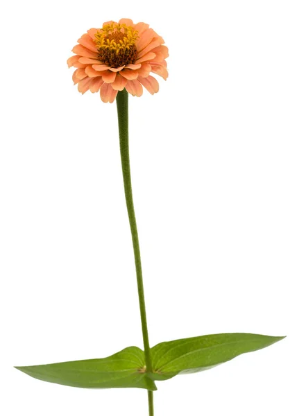 ジニア 白い背景で隔離の花 — ストック写真