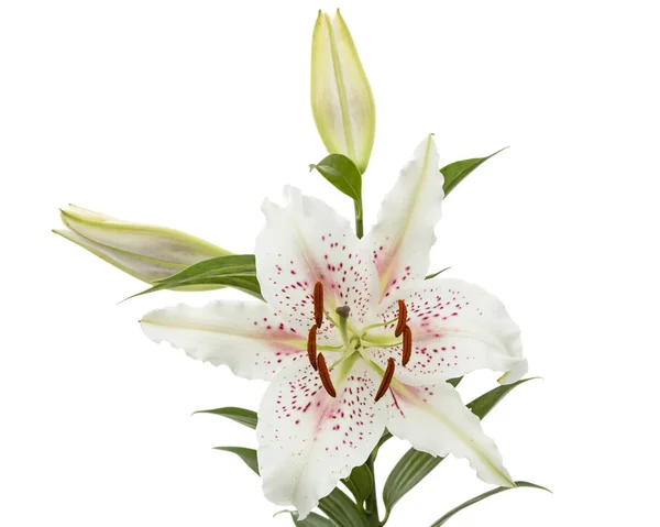 Цветок Белой Лилии Выделенный Белом Фоне — стоковое фото