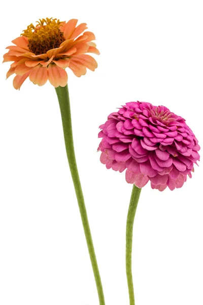 Dos Flores Zinnia Aisladas Sobre Fondo Blanco —  Fotos de Stock