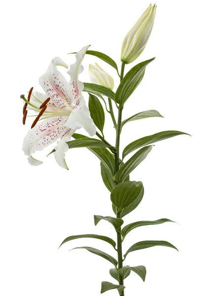 Цветок Белой Лилии Выделенный Белом Фоне — стоковое фото