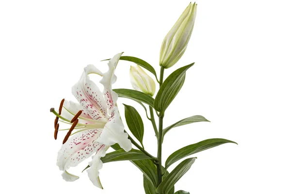 Flower White Lily Isolated White Background — Stock Photo, Image