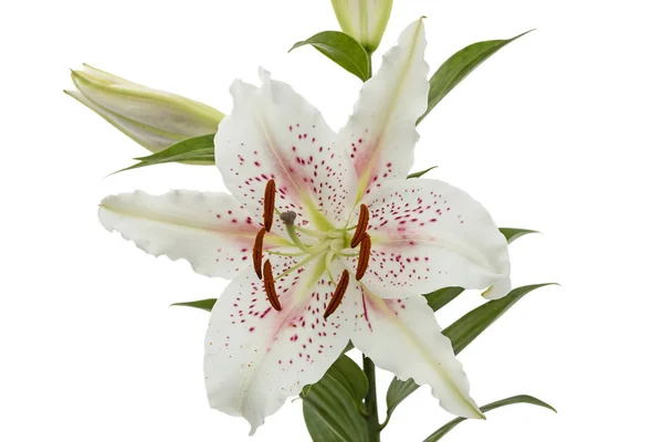 Flower White Lily Isolated White Background — Stock Photo, Image