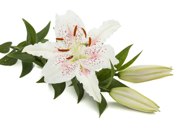 Blomma Vit Lilja Isolerad Vit Bakgrund — Stockfoto