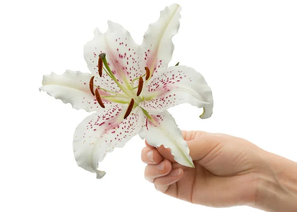 Une Main Femme Tient Une Fleur Lis Isolée Sur Fond — Photo