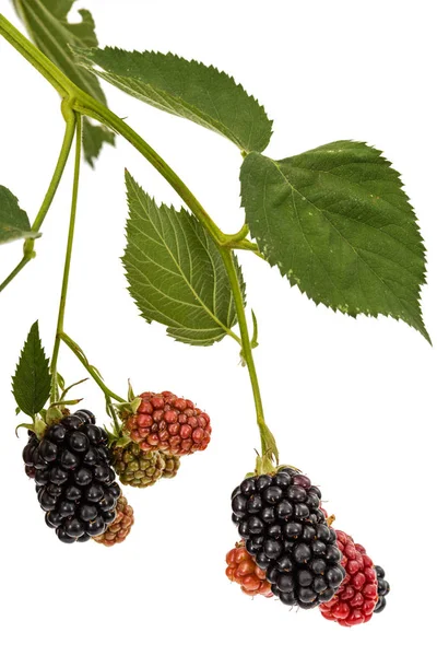 Berries Blackberry Lat Rubus Fruticosus Isolated White Background — Stock Photo, Image