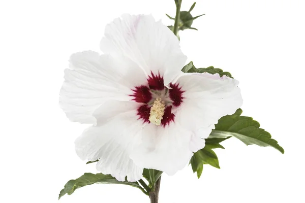 ハイビスカス 白い背景で隔離の花 — ストック写真
