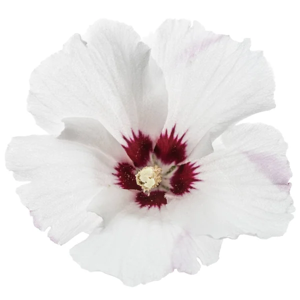 Květ Ibišku Izolovaných Bílém Pozadí — Stock fotografie