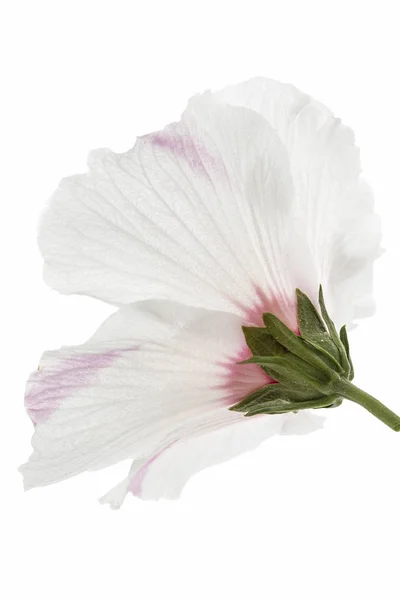 ハイビスカス 白い背景で隔離の花 — ストック写真
