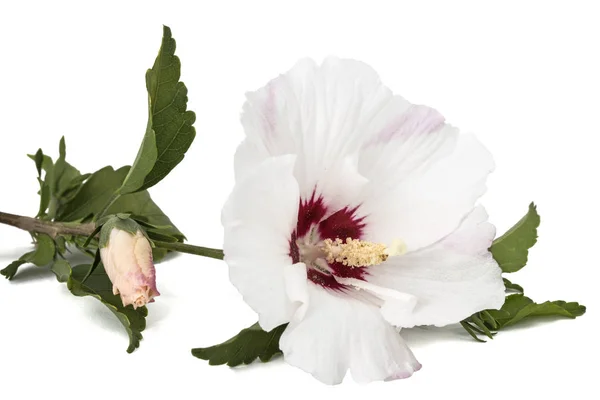 Flor Hibisco Isolada Sobre Fundo Branco — Fotografia de Stock