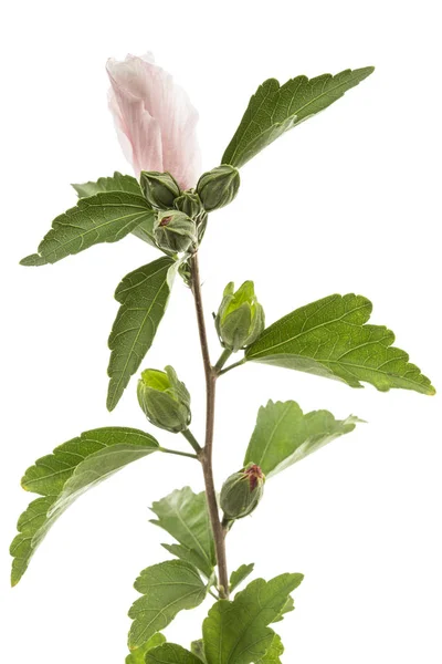 Fleur Hibiscus Isolée Sur Fond Blanc — Photo