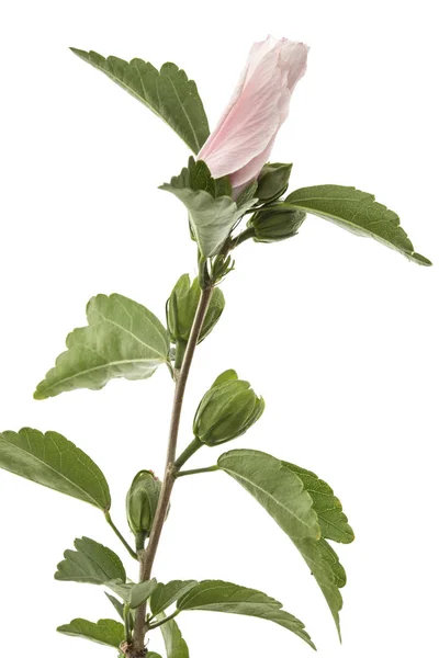 Flor Hibisco Isolada Sobre Fundo Branco — Fotografia de Stock