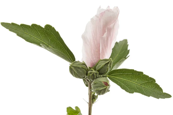 Fleur Hibiscus Isolée Sur Fond Blanc — Photo
