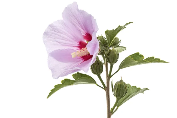 Flower Hibiscus Isolated White Background — Stock Photo, Image