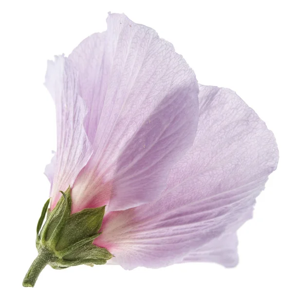 Flower Hibiscus Isolated White Background — Stock Photo, Image