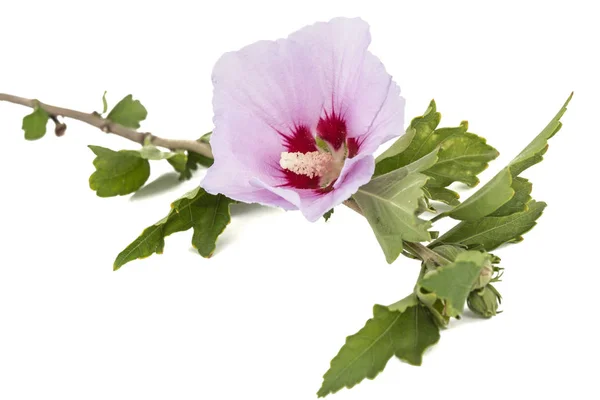 Flower Hibiscus Isolated White Background — Stock Photo, Image