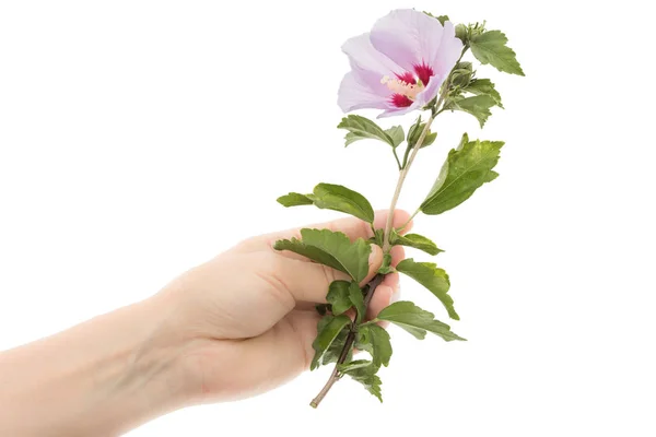 Woman Hand Holds Flower Hibiscus Isolated White Backgroun — Stock Photo, Image