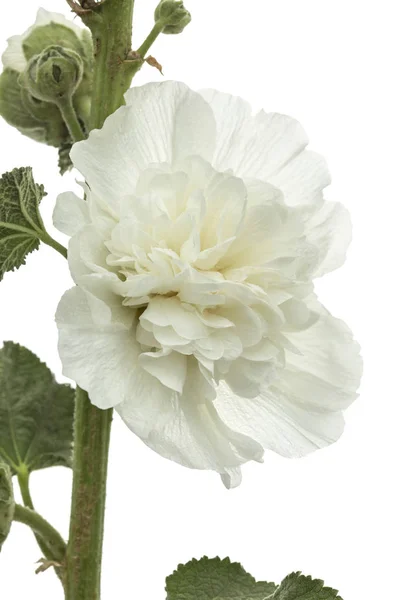 Λουλούδι Της Μολόχας Απομονώνονται Λευκό Φόντο — Φωτογραφία Αρχείου