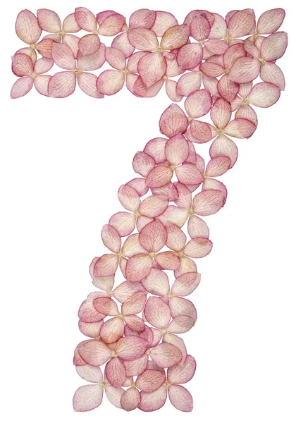 Cyfry Arabskie Siedem Kwiatów Hortensji Izolowana Białym Tle — Zdjęcie stockowe