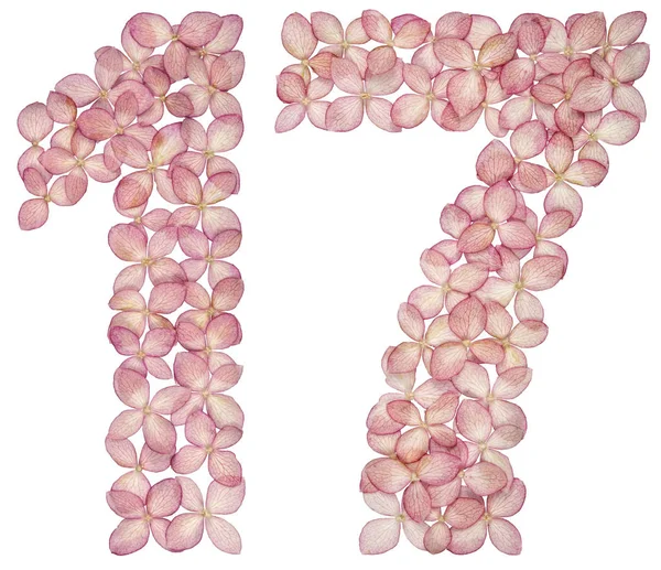 Arabic numeral 17, seventeen, from flowers of hydrangea, isolated on white background