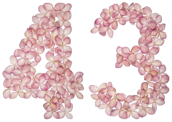 Arabische Ziffer Dreiundvierzig Aus Hortensienblüten Isoliert Auf Weißem Hintergrund — Stockfoto