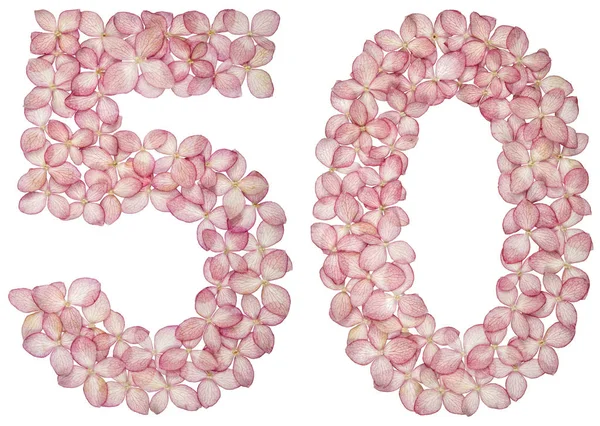 Arabská Číslice Padesát Květů Hortenzie Izolované Bílém Pozadí — Stock fotografie