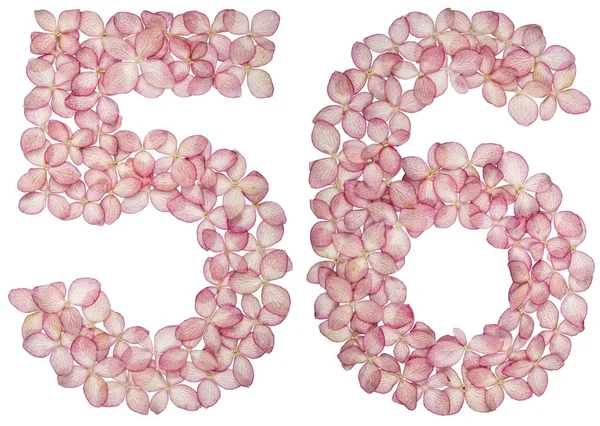 Arabische Ziffer Sechsundfünfzig Aus Hortensienblüten Isoliert Auf Weißem Hintergrund — Stockfoto